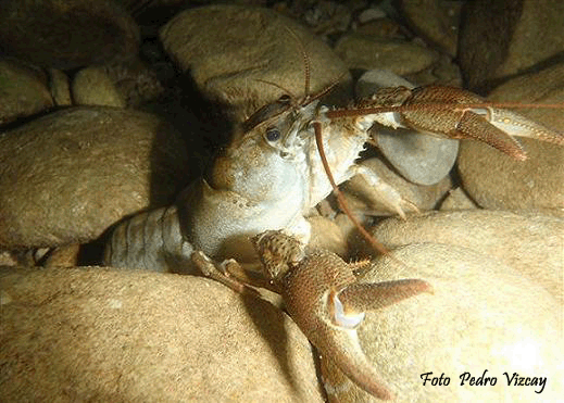 CANGREJO SEÑAL